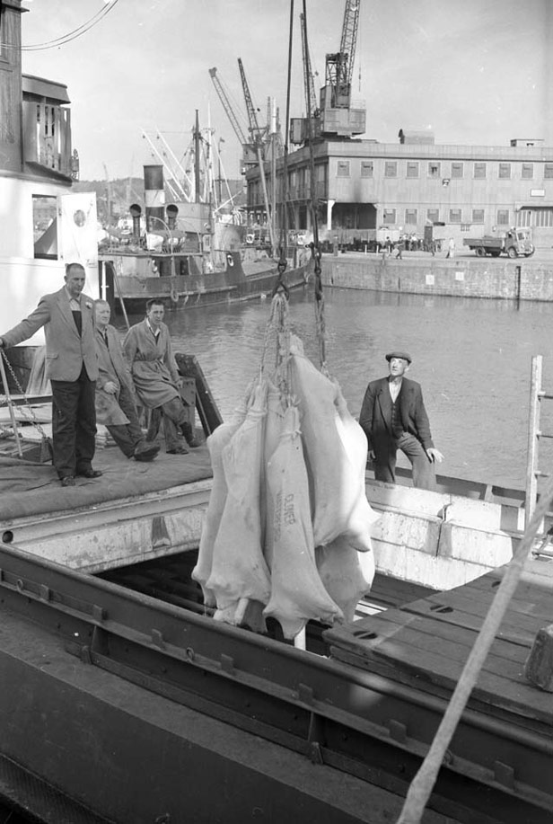 Frozen meat carcasses being unloaded