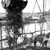 Loading coke at the Gas Works, June 1952