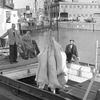 Frozen meat carcasses being unloaded