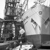 Discharging woodpulp, 30 June 1954