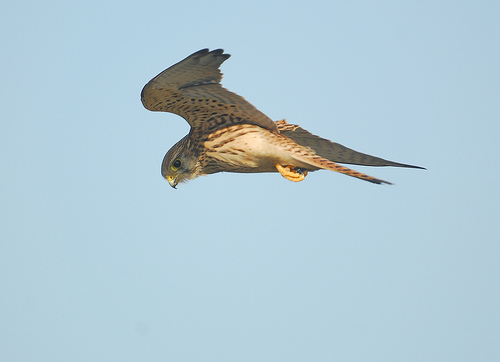 Kestrel