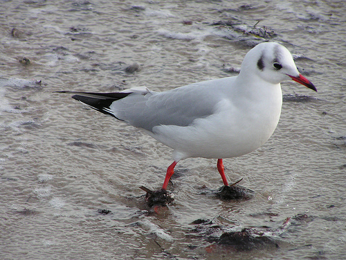 Black-headed Gull