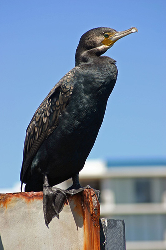 Cormorant resting