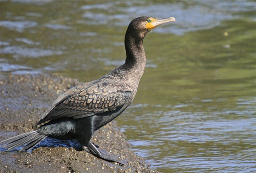 Cormorant