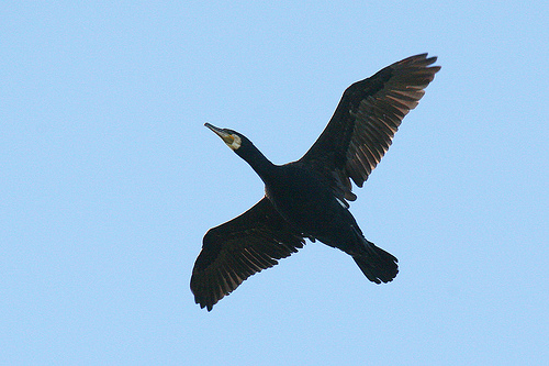 Cormorant in flight