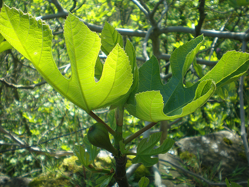 Fig leaf