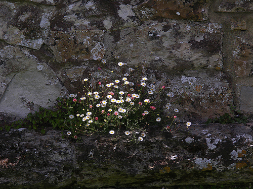 Mexican Fleabane