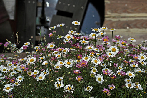 Mexican Fleabane