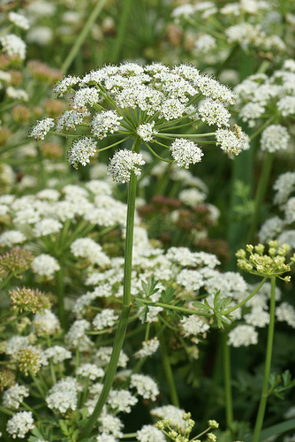 Hemlock Water Dropwort