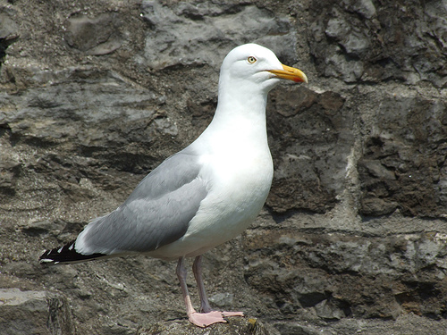 Herring Gull