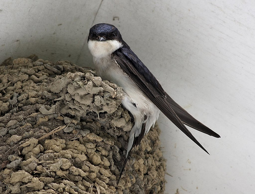 House Martin