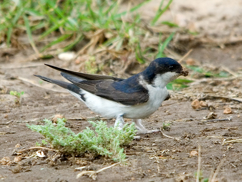House Martin collecting mud