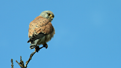 Kestrel