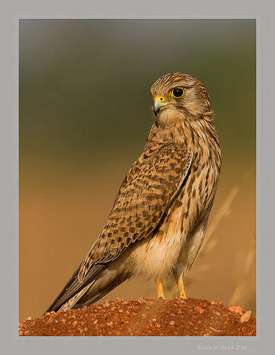 Kestrel