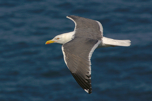 Lesser Black-backed Gull