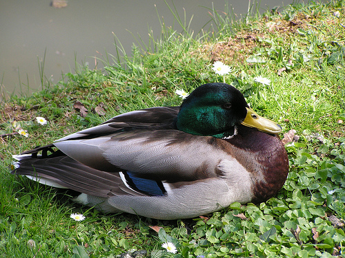 Male Mallard