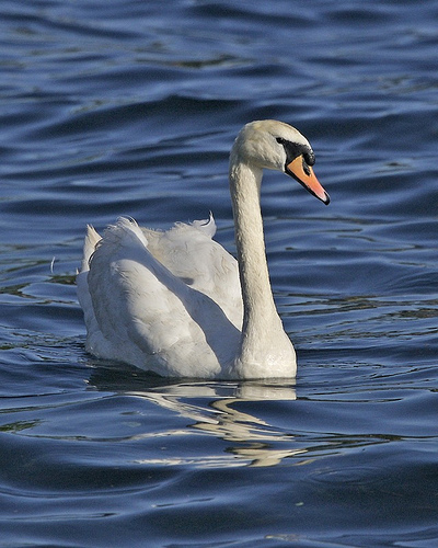 Mute Swan