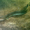 Eel