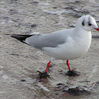 Black-headed Gull