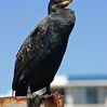 Cormorant resting