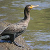 Cormorant