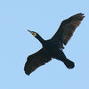 Cormorant in flight