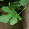 Fig Leaf