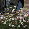 Mexican Fleabane