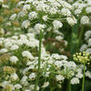 Hemlock Water Dropwort