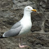 Herring Gull