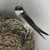 House Martin