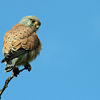 Kestrel