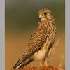 Kestrel