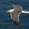 Lesser Black-backed Gull