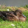 Female Mallard