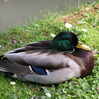 Male Mallard