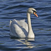 Mute Swan