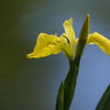 Yellow Flag Iris, Mike Foster