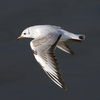 Juvenile Black-headed Gull