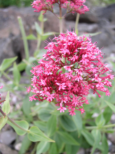 Valerian