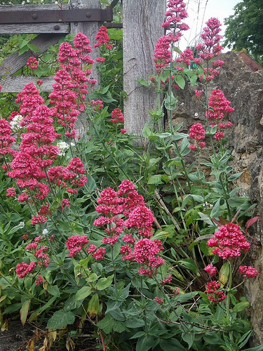 Valerian