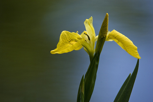 Yellow Flag Iris, Mike Foster