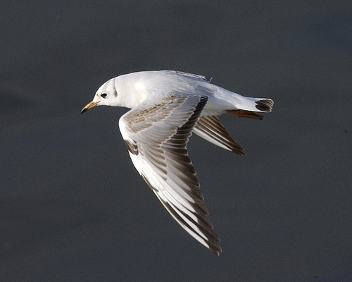 Juvenile Black-headed Gull