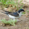 House Martin collecting mud